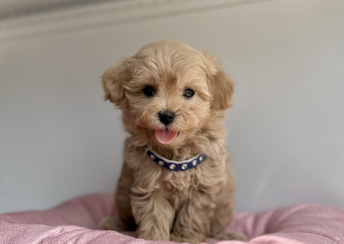 Maltipoo safkan son jenerasyon yavrularımız